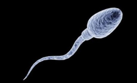 Mitocondri Spermatozoi Fecondazione Eterologa Banca del Seme